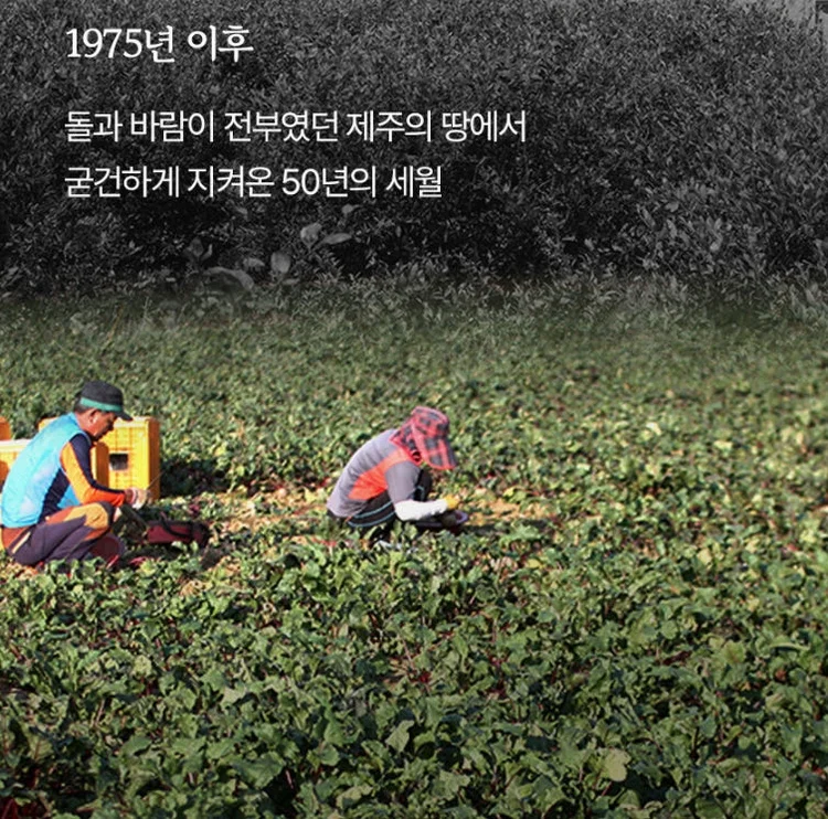 청룡농원 제주산 레드비트즙 110ml x 75포 [원산지:국산(제주특별자치도 제주시)] 상세 이미지 2